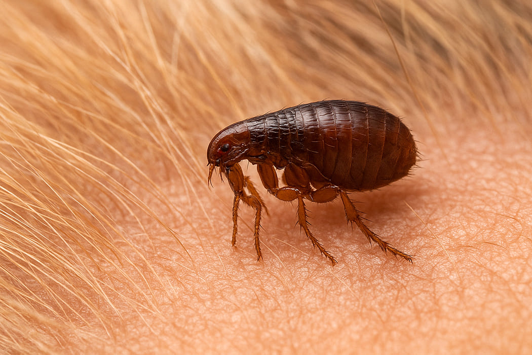 Perfil Canino - A pulga é um dos principais parasitas em cães