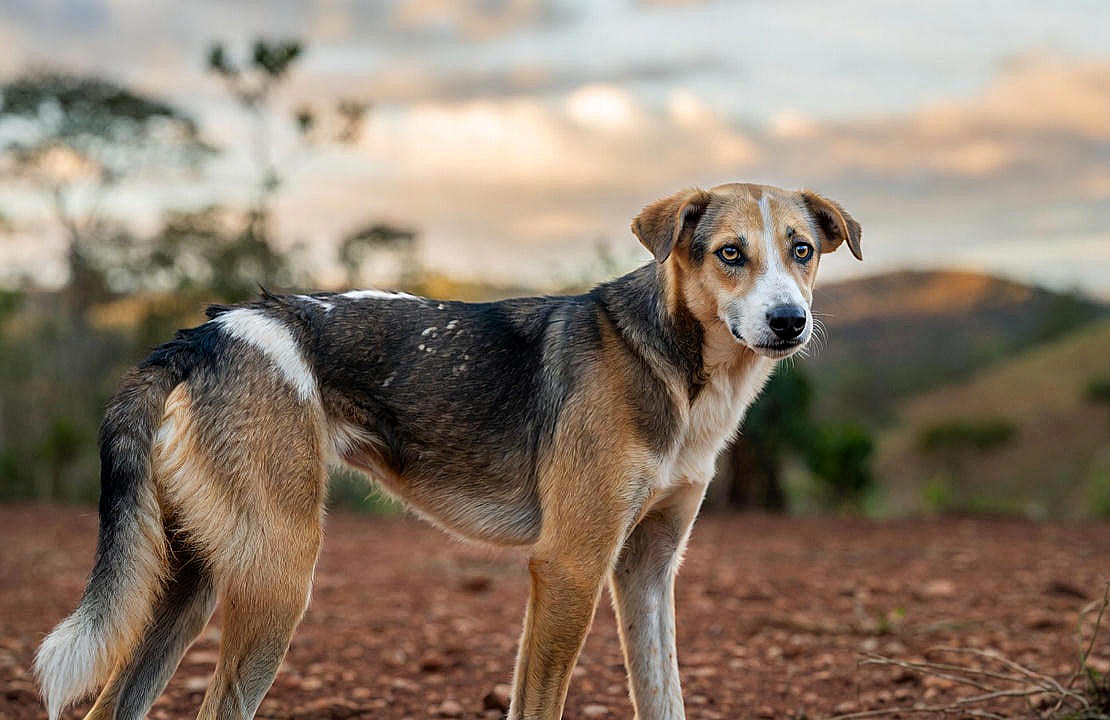 Perfil Canino - Vira-Lata