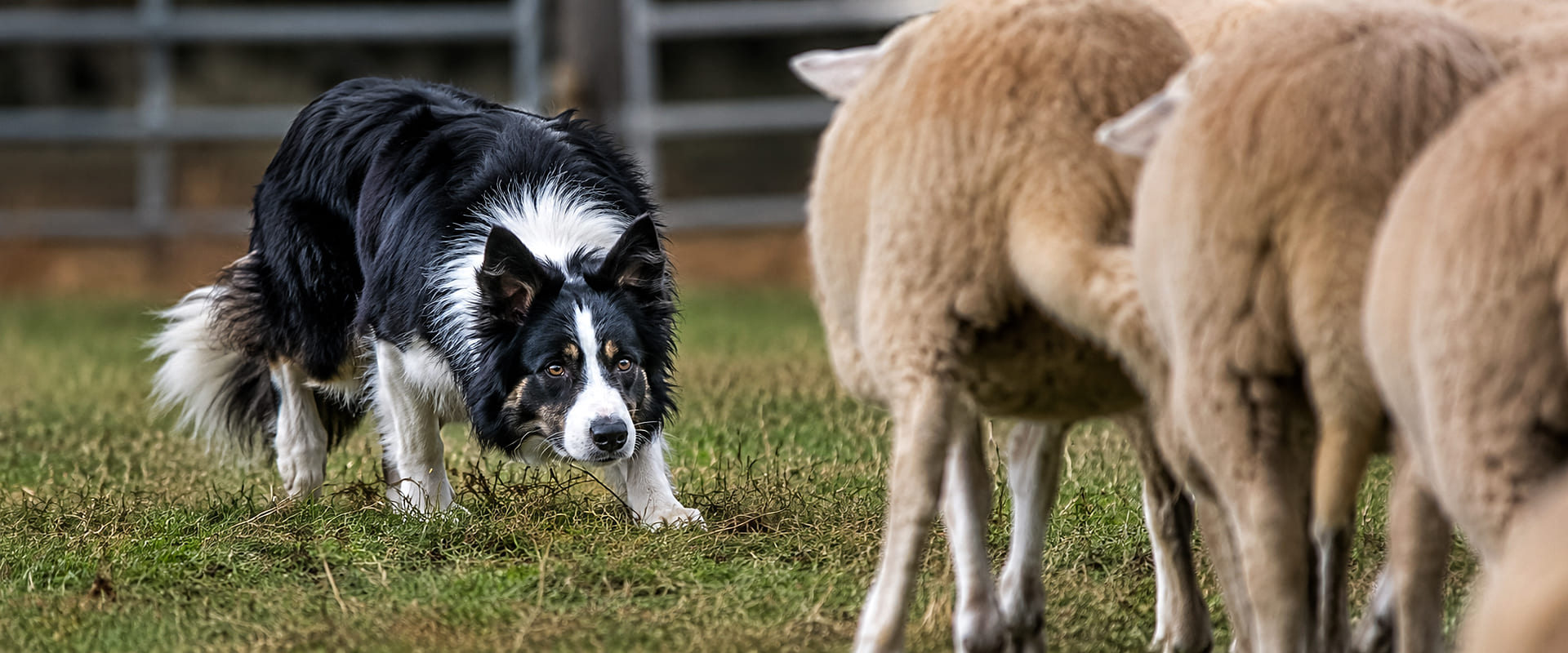 Perfil Canino - Border Collie